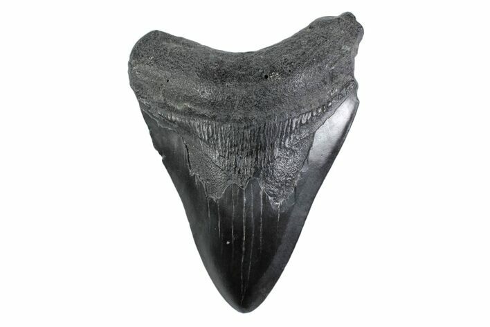 Fossil Megalodon Tooth - South Carolina #362162